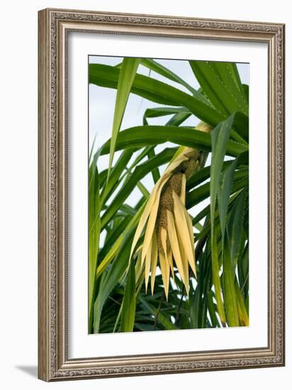 Pandan (Pandanus Amaryllifolius)-Matthew Oldfield-Framed Photographic Print