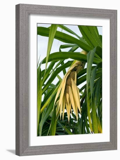 Pandan (Pandanus Amaryllifolius)-Matthew Oldfield-Framed Photographic Print