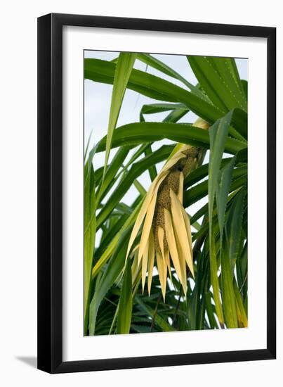 Pandan (Pandanus Amaryllifolius)-Matthew Oldfield-Framed Photographic Print