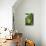 Pandan (Pandanus Amaryllifolius)-Matthew Oldfield-Mounted Photographic Print displayed on a wall