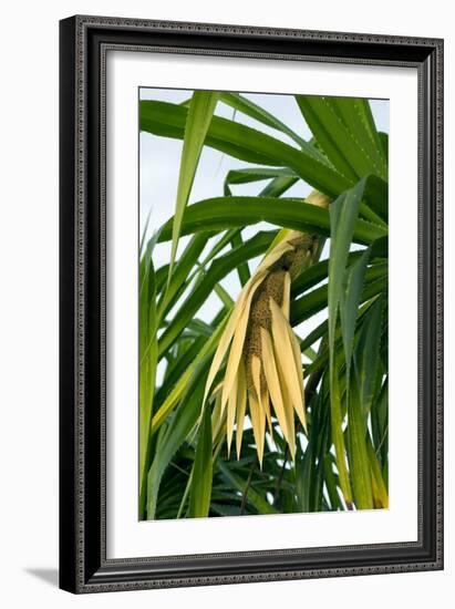 Pandan (Pandanus Amaryllifolius)-Matthew Oldfield-Framed Photographic Print