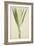 Pandanus Sp, 1800-10-null-Framed Giclee Print