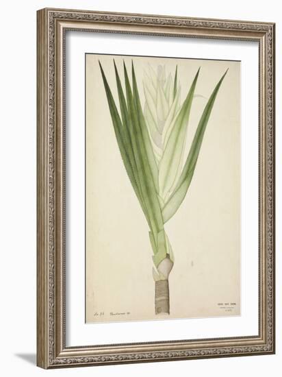 Pandanus Sp, 1800-10-null-Framed Giclee Print