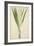 Pandanus Sp, 1800-10-null-Framed Giclee Print