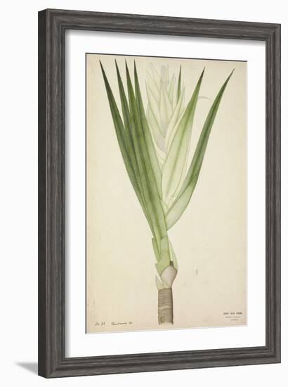 Pandanus Sp, 1800-10-null-Framed Giclee Print