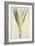 Pandanus Sp, 1800-10-null-Framed Giclee Print