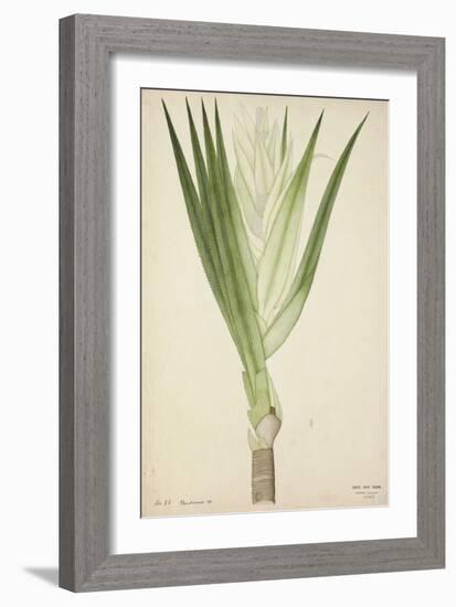 Pandanus Sp, 1800-10-null-Framed Giclee Print