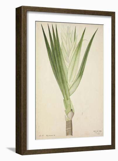 Pandanus Sp, 1800-10--Framed Giclee Print