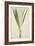 Pandanus Sp, 1800-10-null-Framed Giclee Print