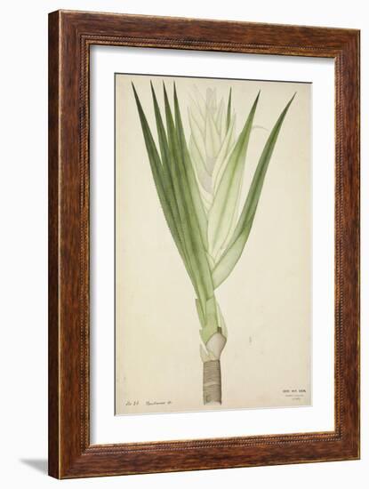 Pandanus Sp, 1800-10-null-Framed Giclee Print