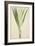 Pandanus Sp, 1800-10-null-Framed Giclee Print
