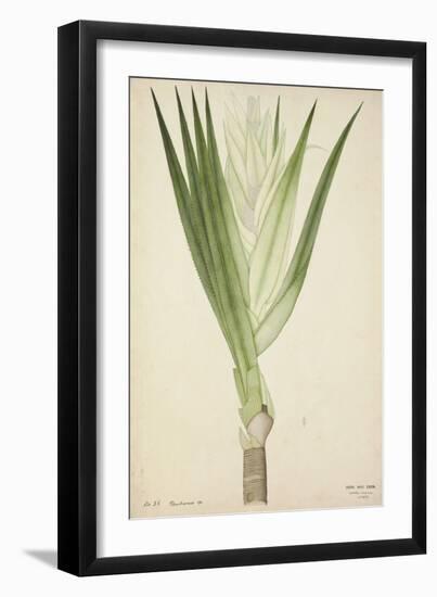 Pandanus Sp, 1800-10-null-Framed Giclee Print