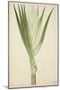 Pandanus Sp, 1800-10-null-Mounted Giclee Print