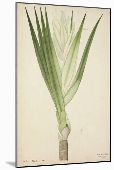 Pandanus Sp, 1800-10-null-Mounted Giclee Print