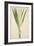 Pandanus Sp, 1800-10-null-Framed Giclee Print