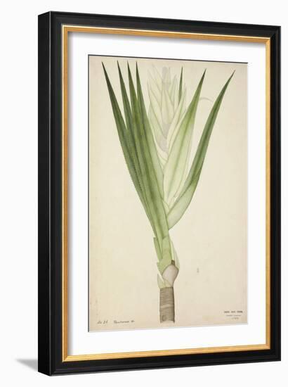 Pandanus Sp, 1800-10-null-Framed Giclee Print