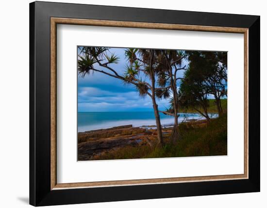 Pandanus trees at dusk, Noosa, Sunshine Coast, Queensland, Australia-Mark A Johnson-Framed Photographic Print