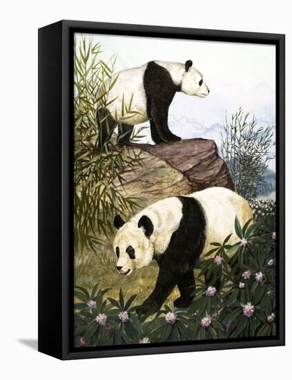 Pandas, 1965-Arthur Oxenham-Framed Premier Image Canvas