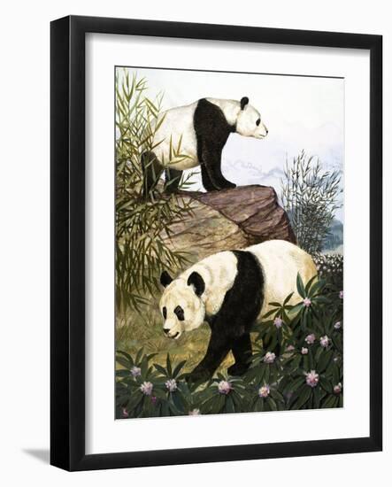 Pandas, 1965-Arthur Oxenham-Framed Giclee Print