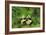 Pandas, 1998-Odile Kidd-Framed Giclee Print