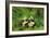 Pandas, 1998-Odile Kidd-Framed Giclee Print