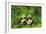 Pandas, 1998-Odile Kidd-Framed Giclee Print