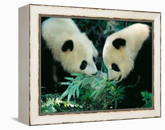 Pandas Eating Bamboo, Wolong, Sichuan, China-Keren Su-Framed Premier Image Canvas