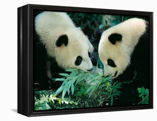 Pandas Eating Bamboo, Wolong, Sichuan, China-Keren Su-Framed Premier Image Canvas