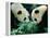 Pandas Eating Bamboo, Wolong, Sichuan, China-Keren Su-Framed Premier Image Canvas