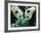 Pandas Eating Bamboo, Wolong, Sichuan, China-Keren Su-Framed Photographic Print