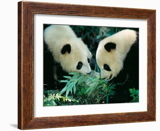 Pandas Eating Bamboo, Wolong, Sichuan, China-Keren Su-Framed Photographic Print