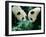 Pandas Eating Bamboo, Wolong, Sichuan, China-Keren Su-Framed Photographic Print