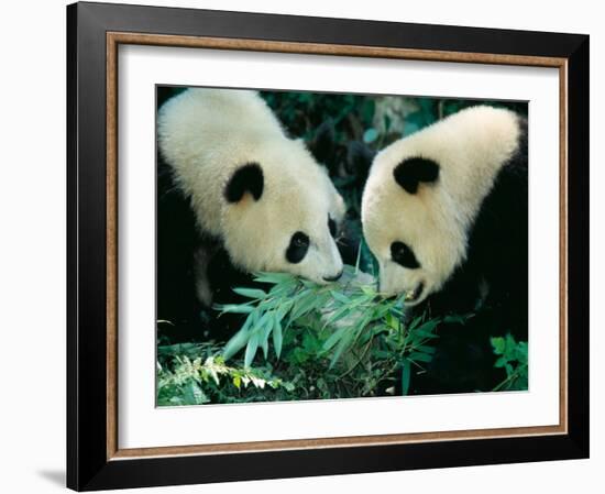 Pandas Eating Bamboo, Wolong, Sichuan, China-Keren Su-Framed Photographic Print