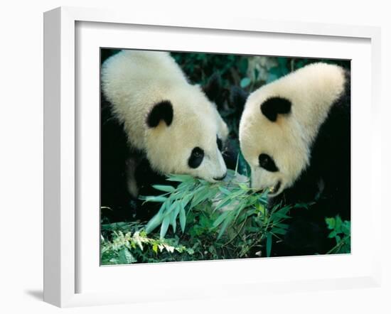 Pandas Eating Bamboo, Wolong, Sichuan, China-Keren Su-Framed Photographic Print