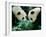 Pandas Eating Bamboo, Wolong, Sichuan, China-Keren Su-Framed Photographic Print