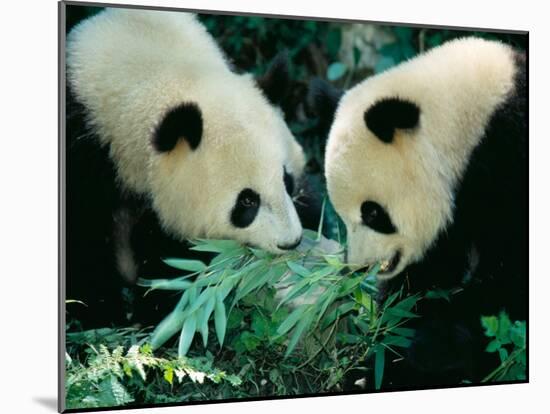 Pandas Eating Bamboo, Wolong, Sichuan, China-Keren Su-Mounted Photographic Print