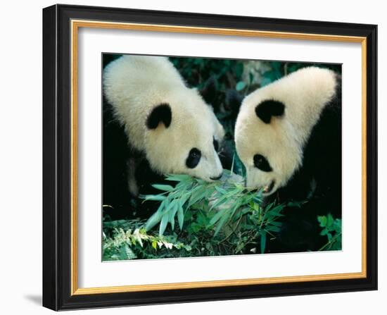 Pandas Eating Bamboo, Wolong, Sichuan, China-Keren Su-Framed Photographic Print