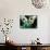 Pandas Eating Bamboo, Wolong, Sichuan, China-Keren Su-Photographic Print displayed on a wall