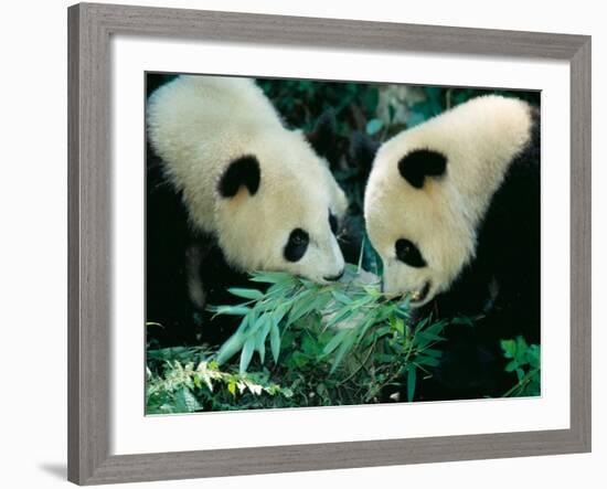 Pandas Eating Bamboo, Wolong, Sichuan, China-Keren Su-Framed Photographic Print