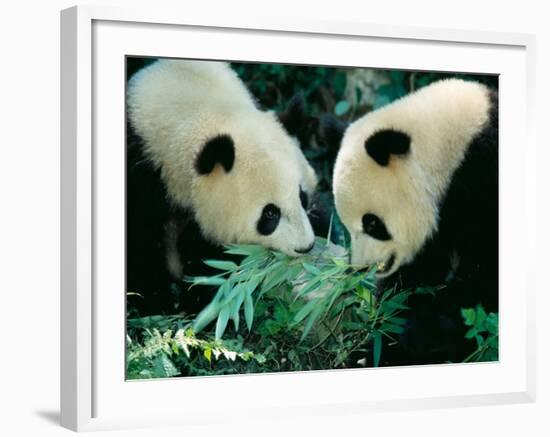 Pandas Eating Bamboo, Wolong, Sichuan, China-Keren Su-Framed Photographic Print