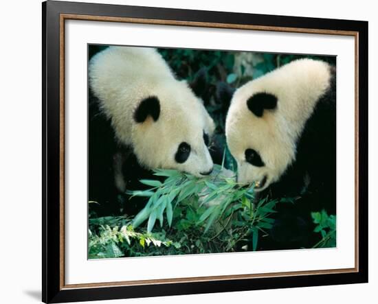 Pandas Eating Bamboo, Wolong, Sichuan, China-Keren Su-Framed Photographic Print
