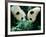 Pandas Eating Bamboo, Wolong, Sichuan, China-Keren Su-Framed Photographic Print