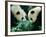 Pandas Eating Bamboo, Wolong, Sichuan, China-Keren Su-Framed Photographic Print