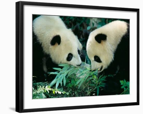 Pandas Eating Bamboo, Wolong, Sichuan, China-Keren Su-Framed Photographic Print