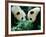 Pandas Eating Bamboo, Wolong, Sichuan, China-Keren Su-Framed Photographic Print