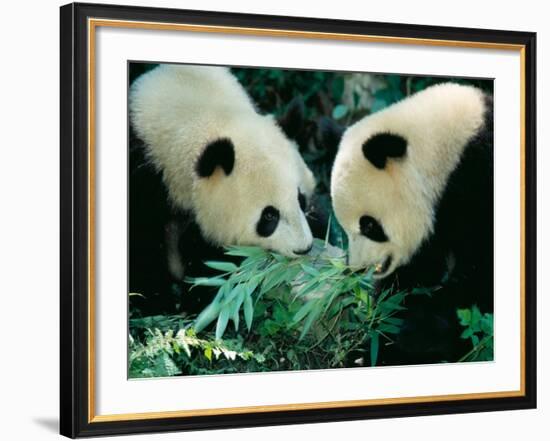 Pandas Eating Bamboo, Wolong, Sichuan, China-Keren Su-Framed Photographic Print