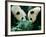 Pandas Eating Bamboo, Wolong, Sichuan, China-Keren Su-Framed Photographic Print