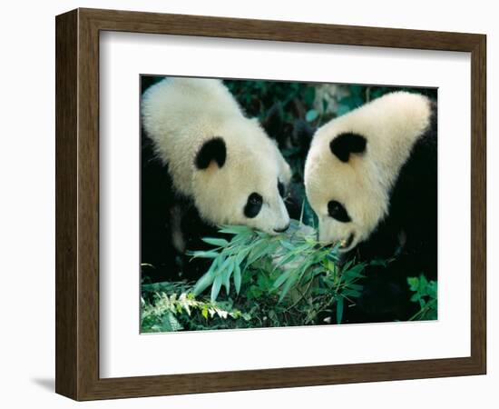 Pandas Eating Bamboo, Wolong, Sichuan, China-Keren Su-Framed Photographic Print