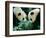 Pandas Eating Bamboo, Wolong, Sichuan, China-Keren Su-Framed Photographic Print