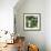 Pandas with Bamboo-tanycya-Framed Premium Giclee Print displayed on a wall